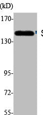 Western Blot analysis of K562 cells using SAP 155 Polyclonal Antibody