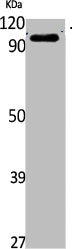 Western Blot analysis of K562 cells using TRPV4 Polyclonal Antibody