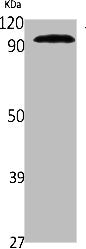 Western Blot analysis of NIH-3T3 cells using VAV1 Polyclonal Antibody