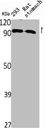 Western Blot analysis of rat stomach 293 cells using NPAS2 Polyclonal Antibody