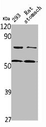 Western Blot analysis of 293 cells, rat stomach using DFNA5 Polyclonal Antibody