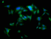 Immunofluorescence staining of HepG2 cells with CSB-PA00465A0Rb at 1:100, counter-stained with DAPI. The cells were fixed in 4% formaldehyde, permeabilized using 0.2% Triton X-100 and blocked in 10% normal Goat Serum. The cells were then incubated...