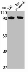Western Blot analysis of rat stomach 293 cells using NVL Polyclonal Antibody