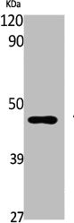 Western Blot analysis of K562 cells using AR-β2 Polyclonal Antibody