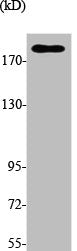Western Blot analysis of K562 cells using Topo IIα Polyclonal Antibody