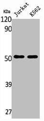 Western Blot analysis of Jurkat k562 cells using Tubulin α Polyclonal Antibody