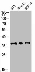 Western Blot analysis of NIH-3T3 HepG2 MCF7 cells using GAPDH Polyclonal Antibody