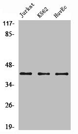 Western Blot analysis of Jurkat K562 HuvEc cells using α-SMA Polyclonal Antibody
