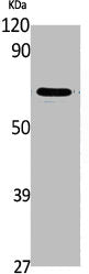 Western Blot analysis of NIH-3T3 cells using Plk1 Polyclonal Antibody