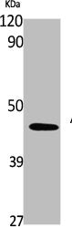 Western Blot analysis of K562 cells using AAT Polyclonal Antibody