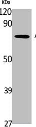 Western Blot analysis of K562 cells using APLP-1 Polyclonal Antibody