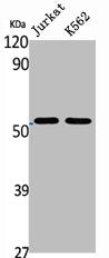 Western Blot analysis of Jurkat K562 cells using BAGE5 Polyclonal Antibody