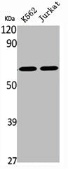 Western Blot analysis of K562 Jurkat cells using BOCT Polyclonal Antibody