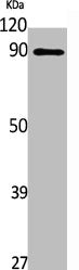 Western Blot analysis of Jurkat cells using UHRF1 Polyclonal Antibody