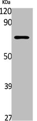 Western Blot analysis of Jurkat cells using GABAA Rε Polyclonal Antibody