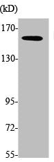 Western Blot analysis of Jurkat cells using Myosin VI Polyclonal Antibody
