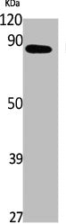 Western Blot analysis of K562 cells using Nup88 Polyclonal Antibody