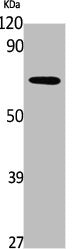 Western Blot analysis of K562 cells using PDP2 Polyclonal Antibody