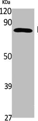 Western Blot analysis of Jurkat cells using MPP10 Polyclonal Antibody
