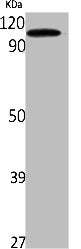 Western Blot analysis of Jurkat cells using TudorSN Polyclonal Antibody