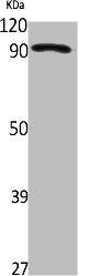 Western Blot analysis of Jurkat cells using ZNF227 Polyclonal Antibody