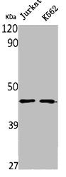 Western Blot analysis of Jurkat K562 cells using NPRL2 Polyclonal Antibody