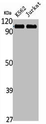 Western Blot analysis of K562 Jurkat cells using Striatin Polyclonal Antibody