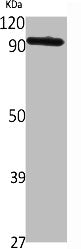 Western Blot analysis of Jurkat cells using TRPV3 Polyclonal Antibody