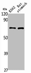 Western Blot analysis of rat stomach K562 cells using PAOX Polyclonal Antibody