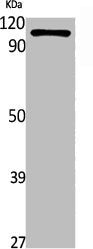 Western Blot analysis of rat stomach cells using ATP1AL1 Polyclonal Antibody