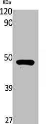 Western Blot analysis of rat stomach cells using RASSF8 Polyclonal Antibody