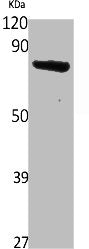 Western Blot analysis of 293 cells using SCML2 Polyclonal Antibody