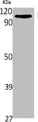 Western Blot analysis of 293 cells using NCX1 Polyclonal Antibody