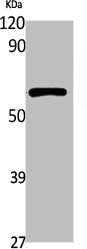 Western Blot analysis of K562 cells using DNA Pol 籠Polyclonal Antibody