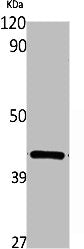Western Blot analysis of rat kidney cells using Wnt-16 Polyclonal Antibody