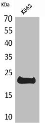 Western Blot analysis of K562 cells using LIF Polyclonal Antibody