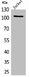 Western Blot analysis of Jurkat cells using NFκB-p105 Polyclonal Antibody