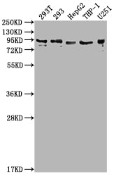 Western Blot Positive WB detected in: 293T whole cell lysate, 293 whole cell lysate, HepG2 whole cell lysate, THP-1 whole cell lysate, U251 whole cell lysate All lanes: CCHCR1 antibody at 1:2000 Secondary Goat polyclonal to rabbit IgG at 1/50000 d...