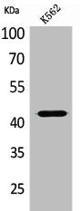 Western Blot analysis of K562 cells using JAM-B Polyclonal Antibody