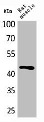 Western Blot analysis of rat muscle cells using KLF12 Polyclonal Antibody