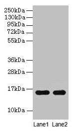 Western blot All lanes: Guinea Pig Hemoglobin antibody at 2µg/ml Lane 1: Guinea Pig serum at 1: 100 Lane 2: Guinea Pig serum at 1: 1000 Secondary Goat polyclonal to rabbit IgG at 1/15000 dilution Predicted band size: 16 kDa Observed band size: 16 kDa