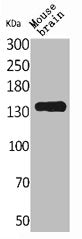 Western Blot analysis of mouse brain cells using Contactin 1 Polyclonal Antibody