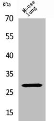 Western Blot analysis of mouse lung cells using Chymase Polyclonal Antibody