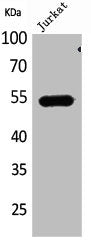Western Blot analysis of Jurkat cells using DPP7 Polyclonal Antibody
