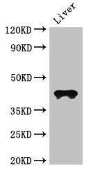 Western Blot Positive WB detected in: Mouse liver tissue All lanes: CCR3 antibody at 3ug/ml Secondary Goat polyclonal to rabbit IgG at 1/50000 dilution predicted band size: 42, 44 kDa observed band size: 42 kDa