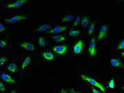 Immunofluorescent analysis of Hela cells using CSB-PA004843LA01HU at dilution of 1:100 and Alexa Fluor 488-congugated AffiniPure Goat Anti-Rabbit IgG(H+L)