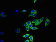 Immunofluorescent analysis of HepG2 cells using CSB-PA004844LA01HU at dilution of 1:100 and Alexa Fluor 488-congugated AffiniPure Goat Anti-Rabbit IgG(H+L)