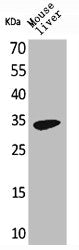 Western Blot analysis of mouse liver cells using Hepassocin Polyclonal Antibody