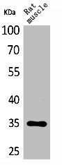 Western Blot analysis of rat muscle cells using CA IV Polyclonal Antibody