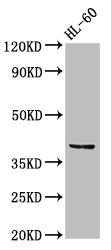 Western Blot Positive WB detected in: HL60 whole cell lysate All lanes: CCRL2 antibody at 2.5µg/ml Secondary Goat polyclonal to rabbit IgG at 1/50000 dilution Predicted band size: 40, 41 kDa Observed band size: 40 kDa